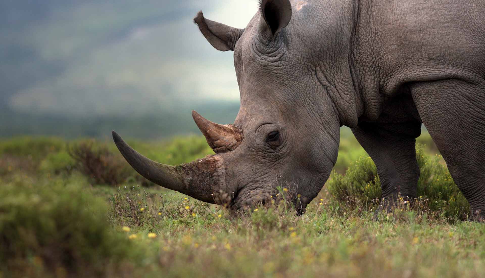носорогу в жопе голова фото 118